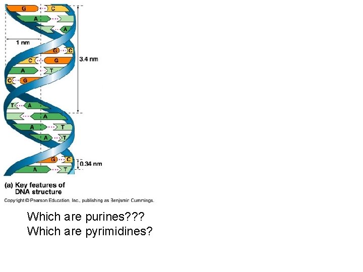 Which are purines? ? ? Which are pyrimidines? Which are purines? ? ? Which are pyrimidines?