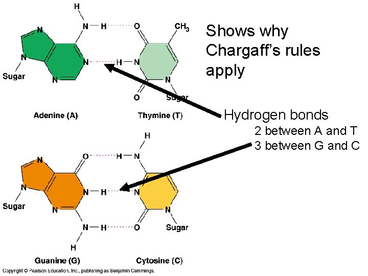 Shows why Chargaff’s rules apply Hydrogen bonds 2 between A and T 3 between Shows why Chargaff’s rules apply Hydrogen bonds 2 between A and T 3 between