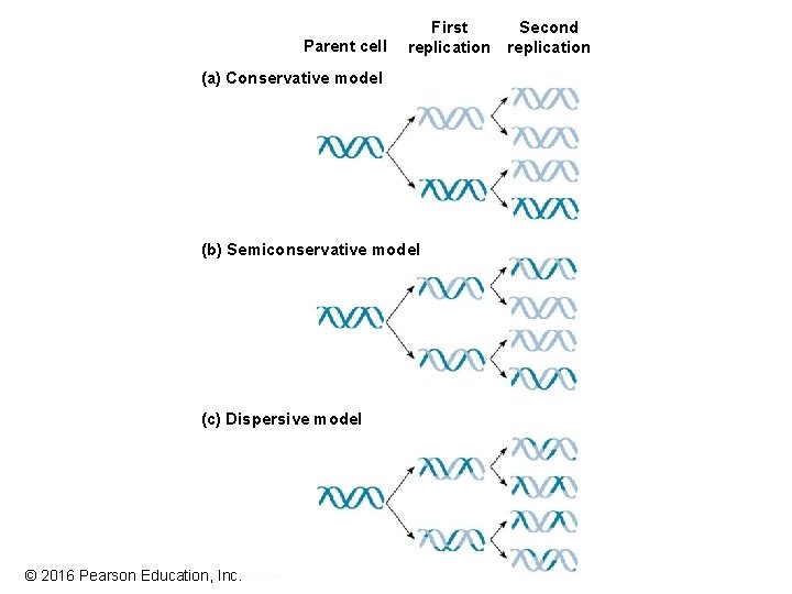 Parent cell First Second replication (a) Conservative model (b) Semiconservative model (c) Dispersive model Parent cell First Second replication (a) Conservative model (b) Semiconservative model (c) Dispersive model