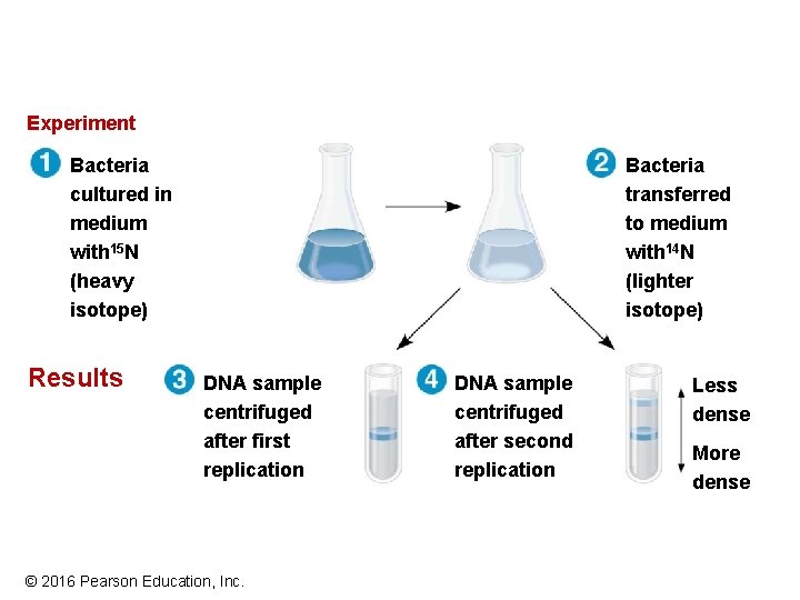 Experiment Bacteria cultured in medium with 15 N (heavy isotope) Results Bacteria transferred to Experiment Bacteria cultured in medium with 15 N (heavy isotope) Results Bacteria transferred to