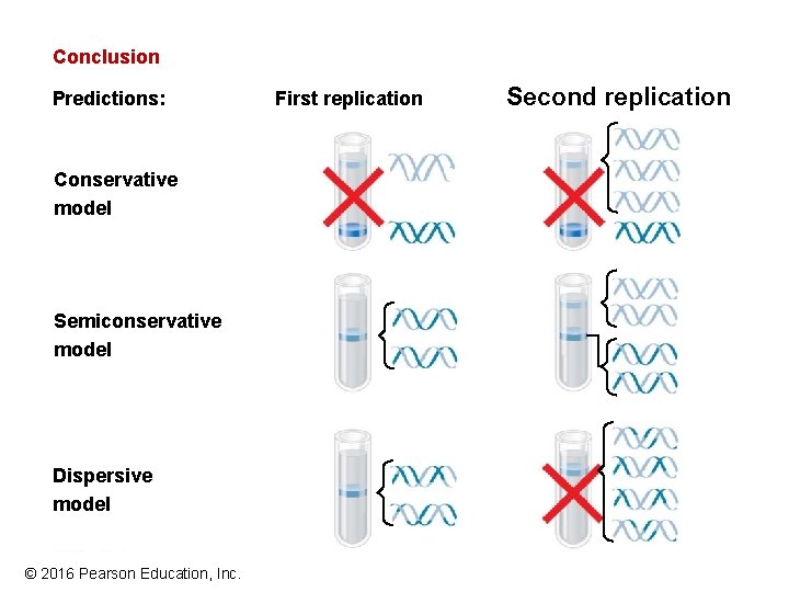 Conclusion Predictions: Conservative model Semiconservative model Dispersive model © 2016 Pearson Education, Inc. First Conclusion Predictions: Conservative model Semiconservative model Dispersive model © 2016 Pearson Education, Inc. First