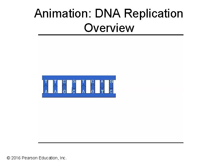 Animation: DNA Replication Overview © 2016 Pearson Education, Inc. Animation: DNA Replication Overview © 2016 Pearson Education, Inc.