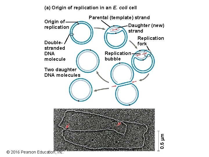 (a) Origin of replication in an E. coli cell Origin of replication Doublestranded DNA (a) Origin of replication in an E. coli cell Origin of replication Doublestranded DNA