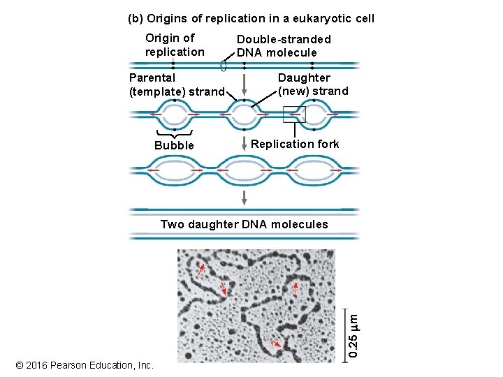 (b) Origins of replication in a eukaryotic cell Origin of replication Parental (template) strand (b) Origins of replication in a eukaryotic cell Origin of replication Parental (template) strand