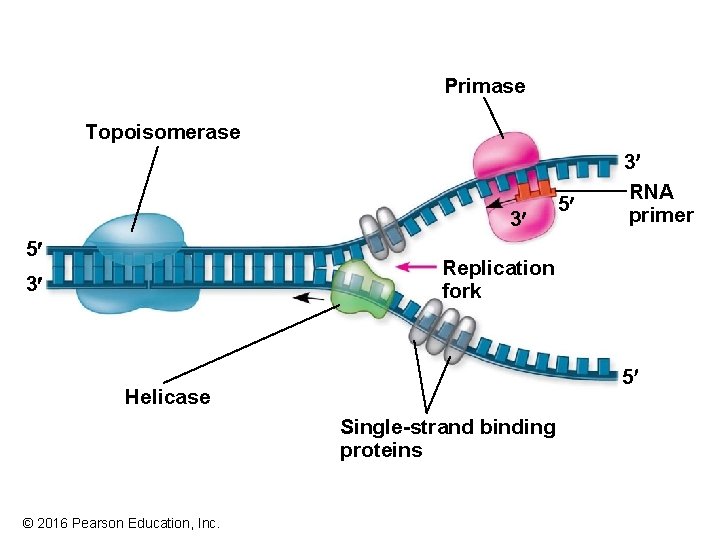 Primase Topoisomerase 3¢ 5¢ 5¢ 3¢ RNA primer Replication fork 3¢ 5¢ Helicase Single-strand Primase Topoisomerase 3¢ 5¢ 5¢ 3¢ RNA primer Replication fork 3¢ 5¢ Helicase Single-strand