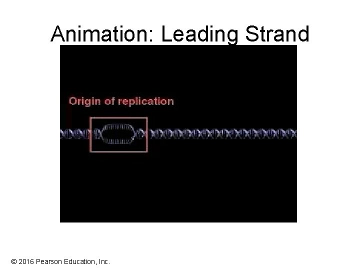 Animation: Leading Strand © 2016 Pearson Education, Inc. Animation: Leading Strand © 2016 Pearson Education, Inc.