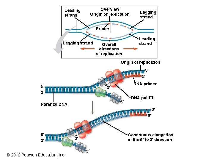 Overview Origin of replication Leading strand Lagging strand Primer Lagging strand Overall directions of Overview Origin of replication Leading strand Lagging strand Primer Lagging strand Overall directions of