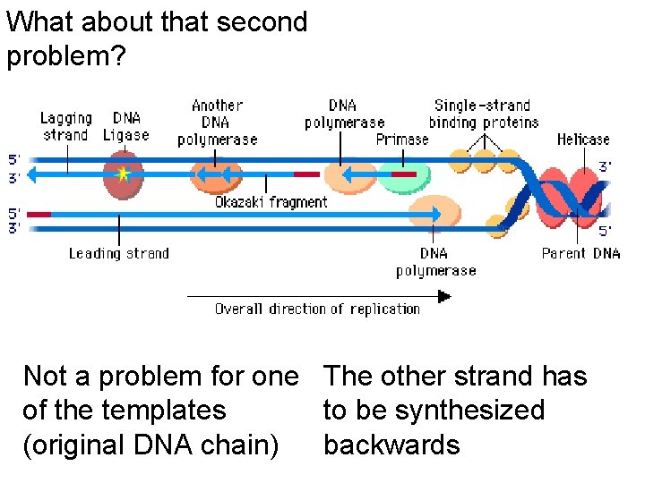 What about that second problem? Not a problem for one The other strand has What about that second problem? Not a problem for one The other strand has