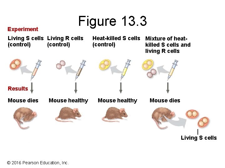 Figure 13. 3 Experiment Living S cells Living R cells (control) Heat-killed S cells Figure 13. 3 Experiment Living S cells Living R cells (control) Heat-killed S cells