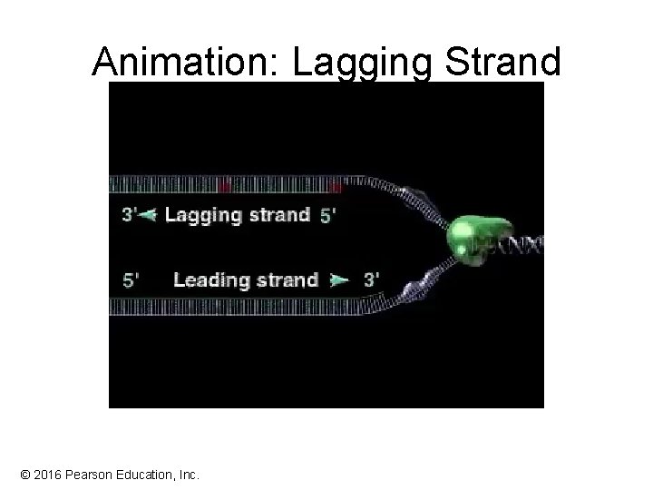 Animation: Lagging Strand © 2016 Pearson Education, Inc. Animation: Lagging Strand © 2016 Pearson Education, Inc.