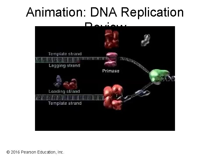 Animation: DNA Replication Review © 2016 Pearson Education, Inc. Animation: DNA Replication Review © 2016 Pearson Education, Inc.