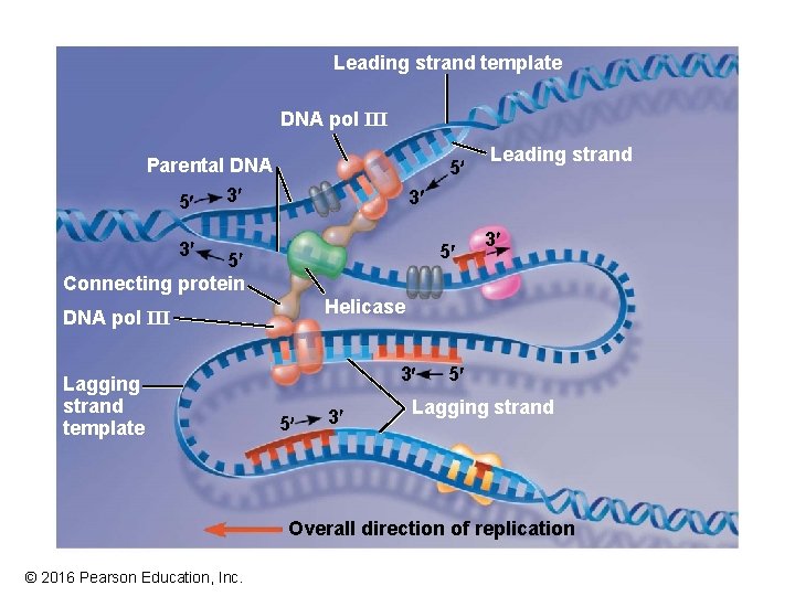 Leading strand template DNA pol III Parental DNA 3¢ 5¢ 5¢ 3¢ 3¢ 5¢ Leading strand template DNA pol III Parental DNA 3¢ 5¢ 5¢ 3¢ 3¢ 5¢