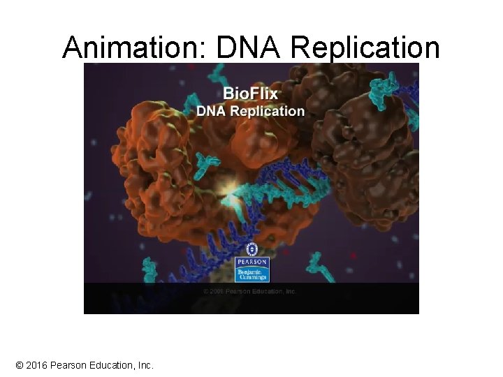 Animation: DNA Replication © 2016 Pearson Education, Inc. Animation: DNA Replication © 2016 Pearson Education, Inc.
