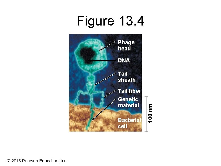 Figure 13. 4 Phage head DNA Tail fiber Genetic material Bacterial cell © 2016 Figure 13. 4 Phage head DNA Tail fiber Genetic material Bacterial cell © 2016