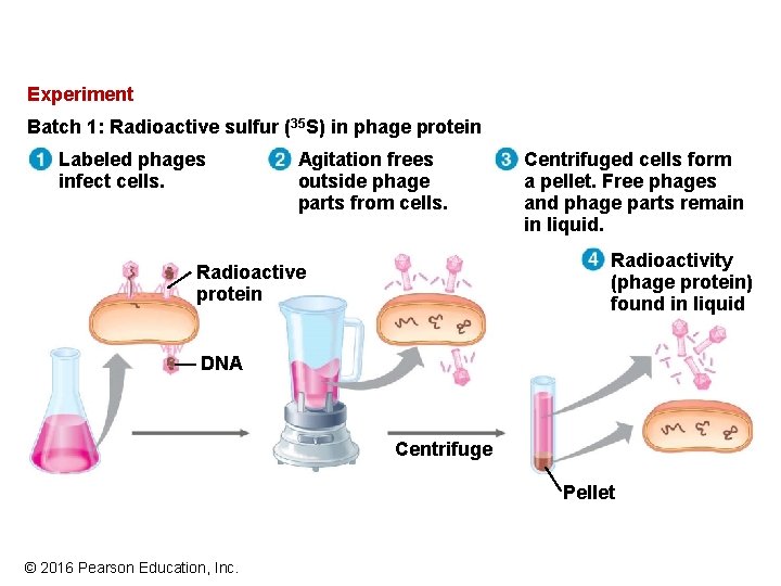 Experiment Batch 1: Radioactive sulfur (35 S) in phage protein Labeled phages infect cells. Experiment Batch 1: Radioactive sulfur (35 S) in phage protein Labeled phages infect cells.