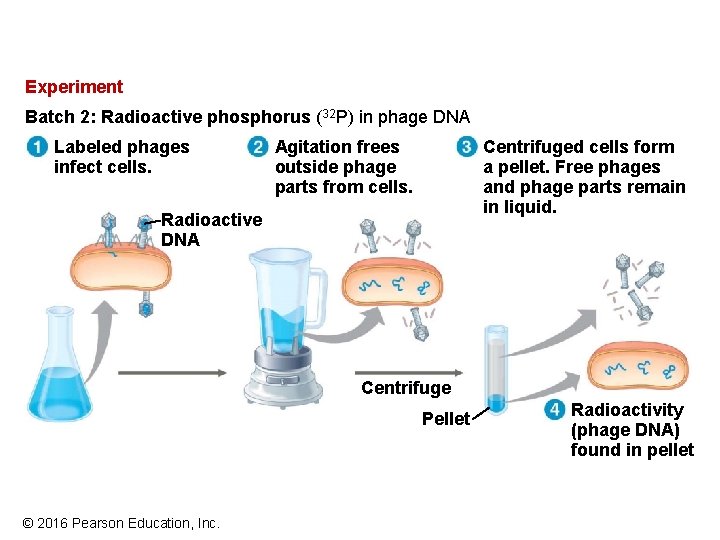 Experiment Batch 2: Radioactive phosphorus (32 P) in phage DNA Labeled phages infect cells. Experiment Batch 2: Radioactive phosphorus (32 P) in phage DNA Labeled phages infect cells.