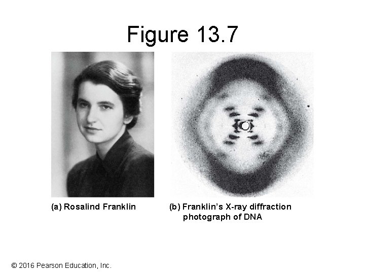 Figure 13. 7 (a) Rosalind Franklin © 2016 Pearson Education, Inc. (b) Franklin’s X-ray Figure 13. 7 (a) Rosalind Franklin © 2016 Pearson Education, Inc. (b) Franklin’s X-ray