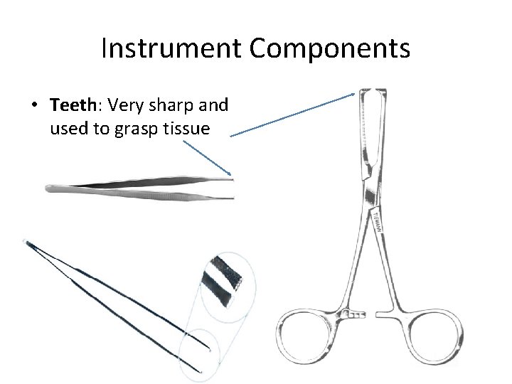 Instrument Components • Teeth: Very sharp and used to grasp tissue 