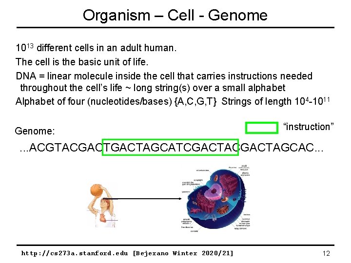 Organism – Cell - Genome 1013 different cells in an adult human. The cell