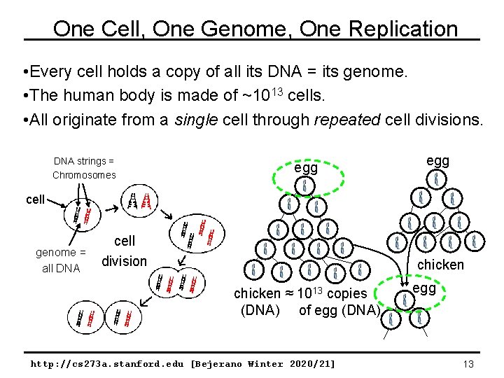 One Cell, One Genome, One Replication • Every cell holds a copy of all