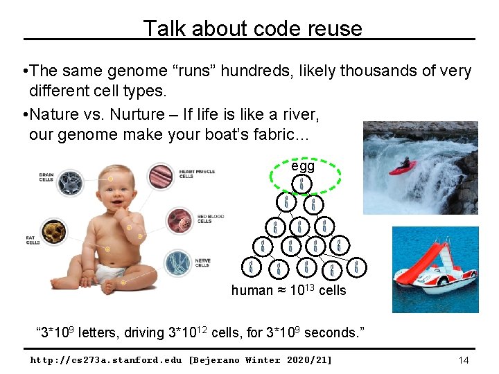 Talk about code reuse • The same genome “runs” hundreds, likely thousands of very