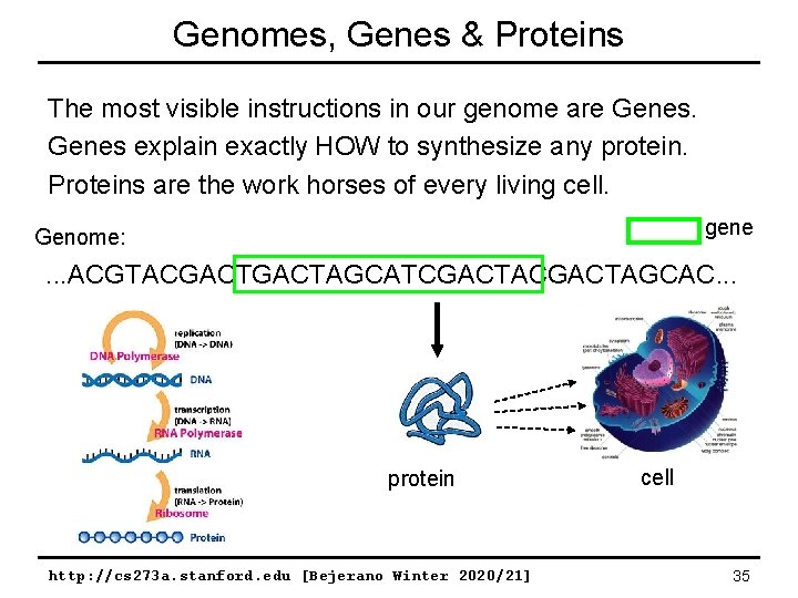 Genomes, Genes & Proteins The most visible instructions in our genome are Genes explain