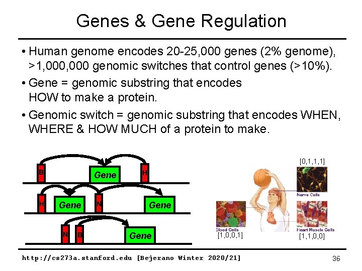 Genes & Gene Regulation • Human genome encodes 20 -25, 000 genes (2% genome),