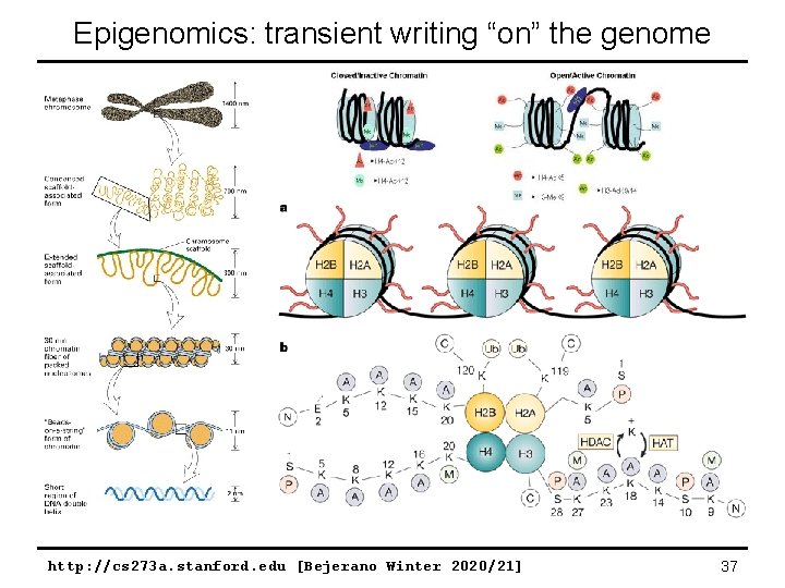 Epigenomics: transient writing “on” the genome http: //cs 273 a. stanford. edu [Bejerano Winter