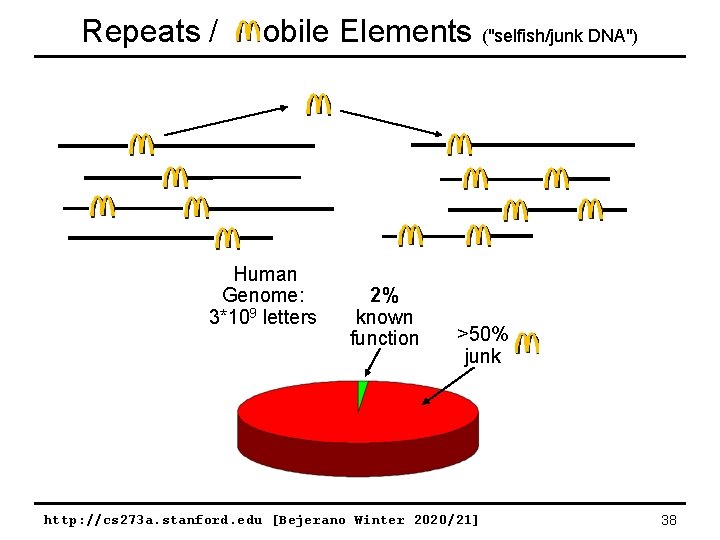Repeats / obile Elements ("selfish/junk DNA") Human Genome: 3*109 letters 2% known function >50%