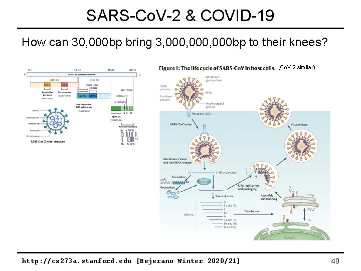 SARS-Co. V-2 & COVID-19 How can 30, 000 bp bring 3, 000, 000 bp