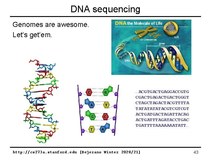 DNA sequencing Genomes are awesome. Let’s get’em. …ACGTGACTGAGGACCGTG CGACTGACTGGGT CTAGACTACGTTTTA TATATACGTCGTCGT ACTGATGACTAGATTACAG ACTGATTTAGATACCTGAC TGATTTTAAAAAAATATT…
