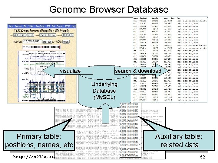 Genome Browser Database visualize search & download Underlying Database (My. SQL) Primary table: positions,