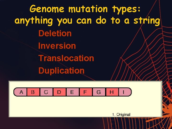 Genome mutation types: anything you can do to a string Deletion Inversion Translocation Duplication