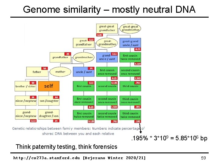 Genome similarity – mostly neutral DNA . 195% * 3*109 = 5. 85*106 bp