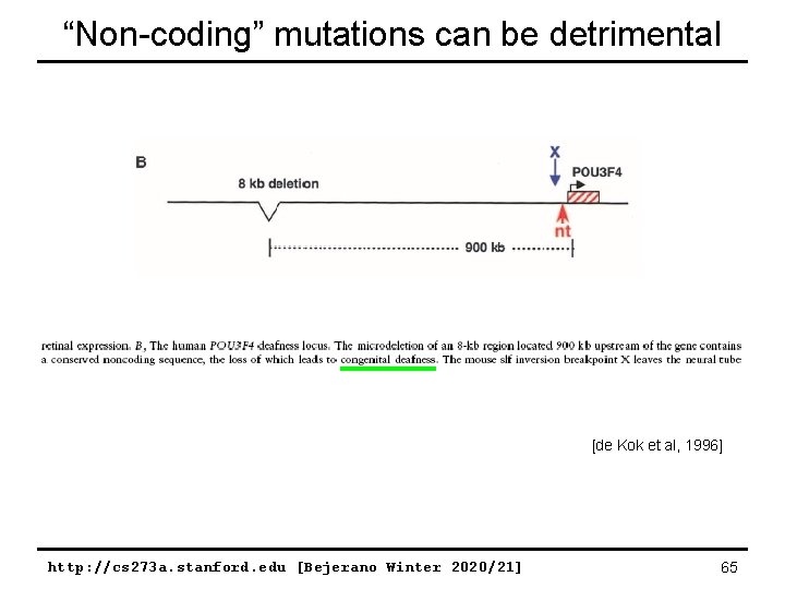 “Non-coding” mutations can be detrimental [de Kok et al, 1996] http: //cs 273 a.