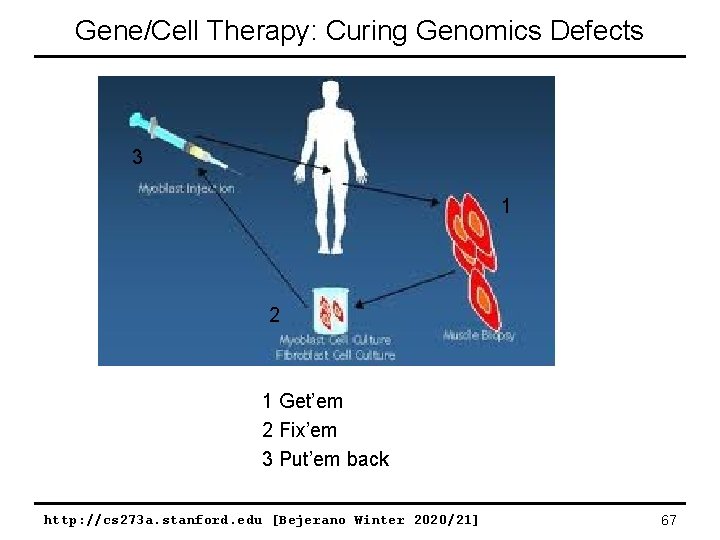 Gene/Cell Therapy: Curing Genomics Defects 3 1 2 1 Get’em 2 Fix’em 3 Put’em