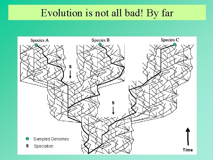 Evolution is not all bad! By far S S Sampled Genomes S Speciation 69