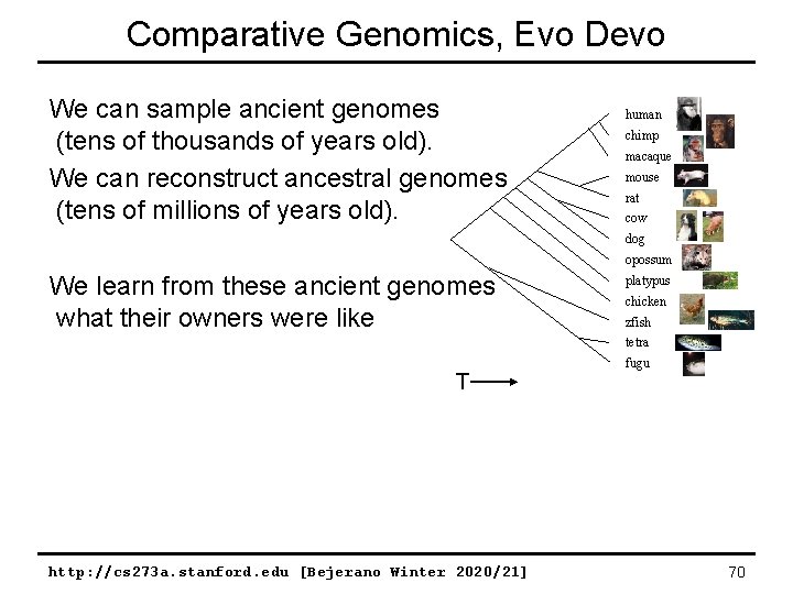 Comparative Genomics, Evo Devo We can sample ancient genomes (tens of thousands of years