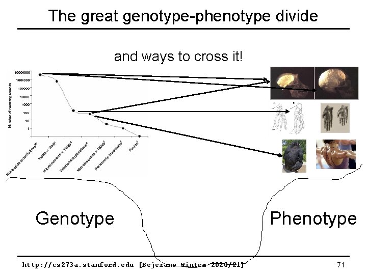 The great genotype-phenotype divide and ways to cross it! Genotype http: //cs 273 a.
