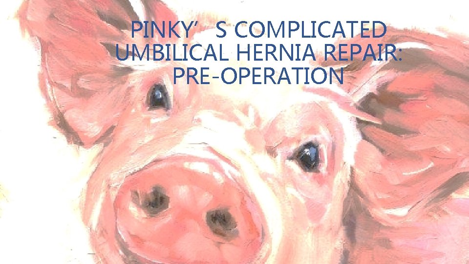 PINKY’S COMPLICATED UMBILICAL HERNIA REPAIR: PRE-OPERATION 