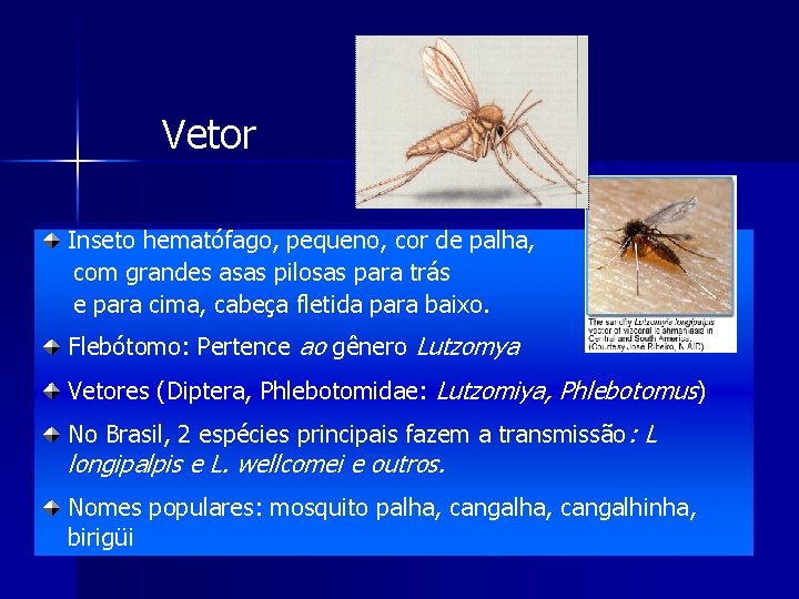 Vetor Inseto hematófago, pequeno, cor de palha, com grandes asas pilosas para trás e