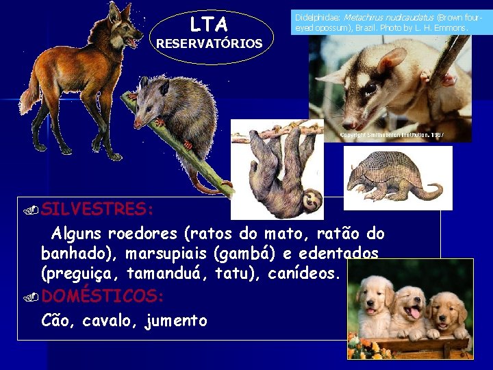LTA Didelphidae: Metachirus nudicaudatus (Brown foureyed opossum), Brazil. Photo by L. H. Emmons. RESERVATÓRIOS LTA Didelphidae: Metachirus nudicaudatus (Brown foureyed opossum), Brazil. Photo by L. H. Emmons. RESERVATÓRIOS