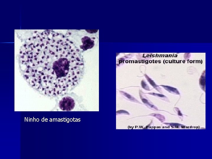 Ninho de amastigotas Ninho de amastigotas