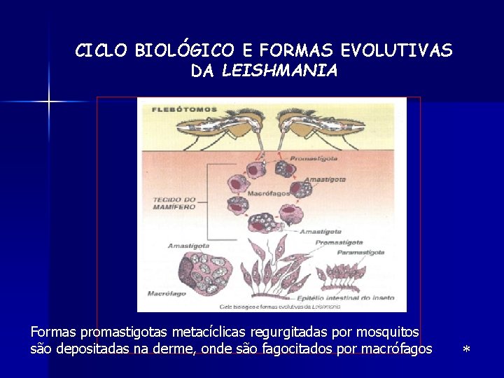 CICLO BIOLÓGICO E FORMAS EVOLUTIVAS DA LEISHMANIA Formas promastigotas metacíclicas regurgitadas por mosquitos são