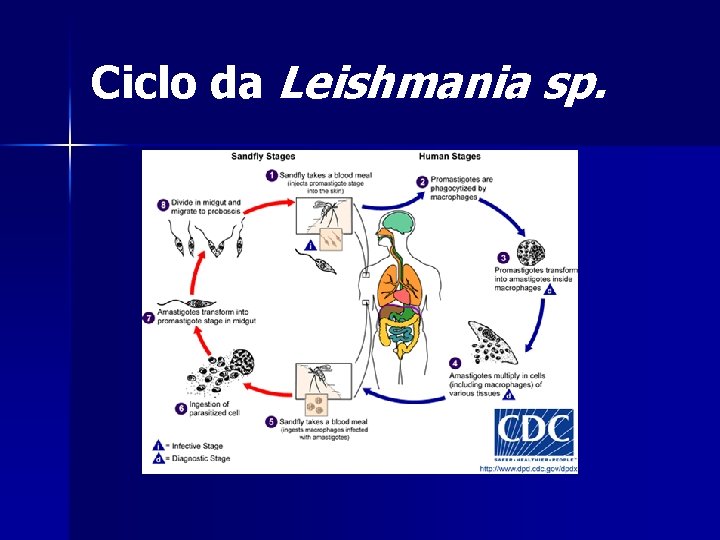 Ciclo da Leishmania sp. 