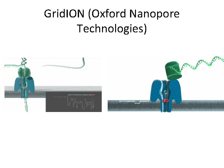 Grid. ION (Oxford Nanopore Technologies) 