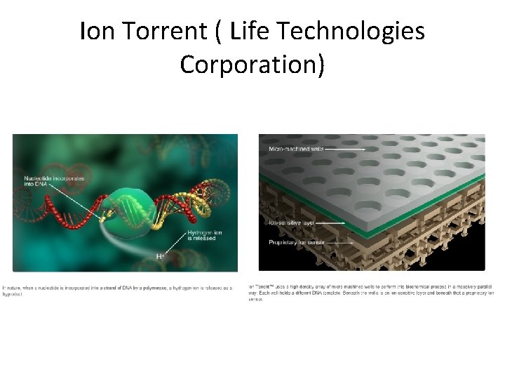Ion Torrent ( Life Technologies Corporation) 