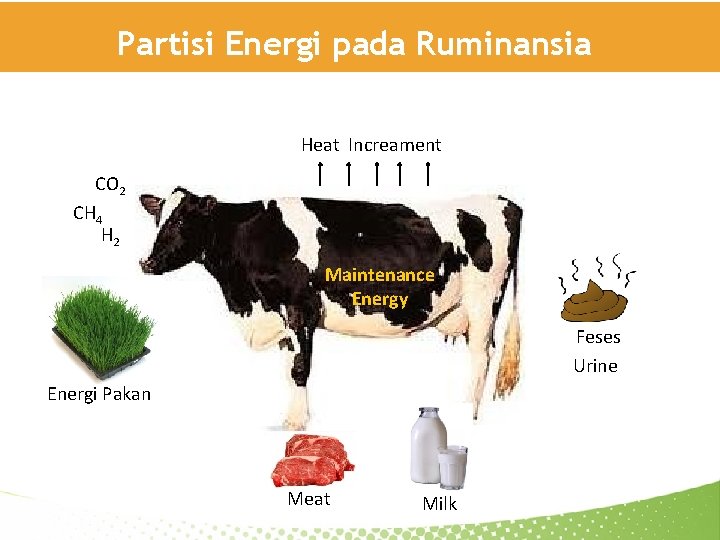 Partisi Energi pada Ruminansia Heat Increament CO 2 CH 4 H 2 Maintenance Energy