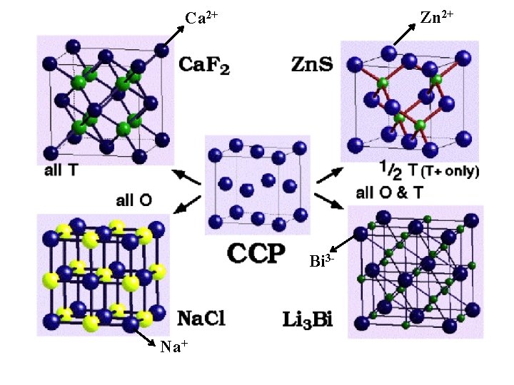 Zn 2+ Ca 2+ Bi 3 - Na+ 
