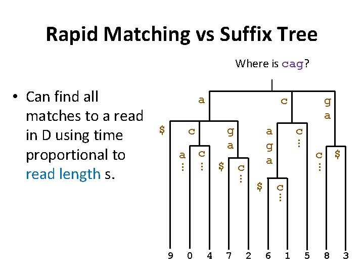 Rapid Matching vs Suffix Tree Where is cag? a $ c g a c